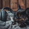 Pets Music - Leisure Moments Pets