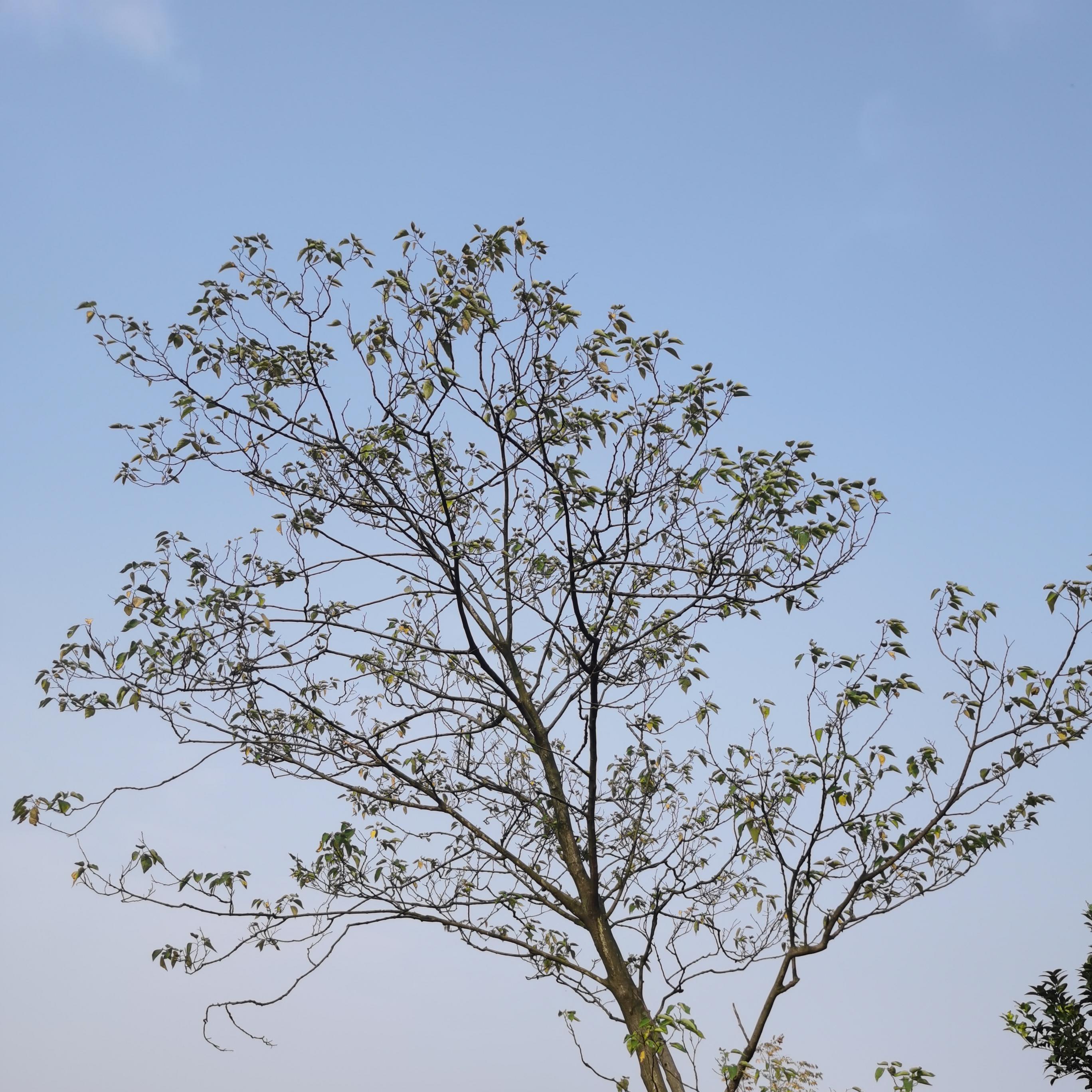 蜜雪冰城 甜蜜蜜 口哨版