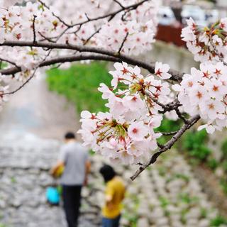 【日系女声】下一秒、春天就要来了