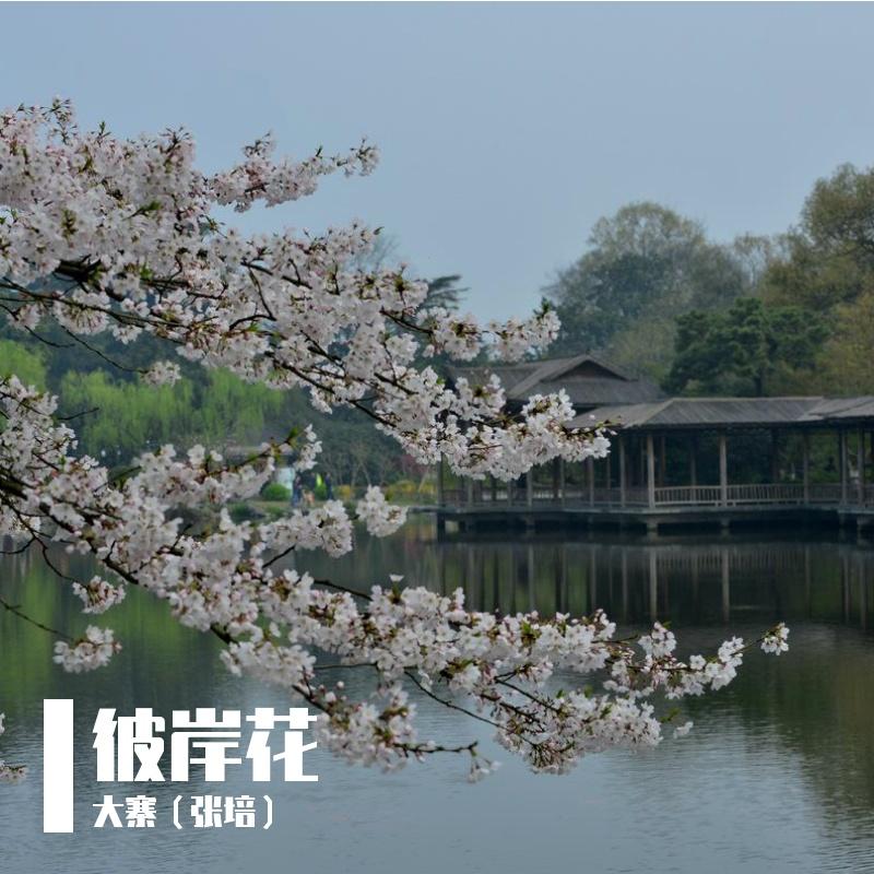 彼岸花