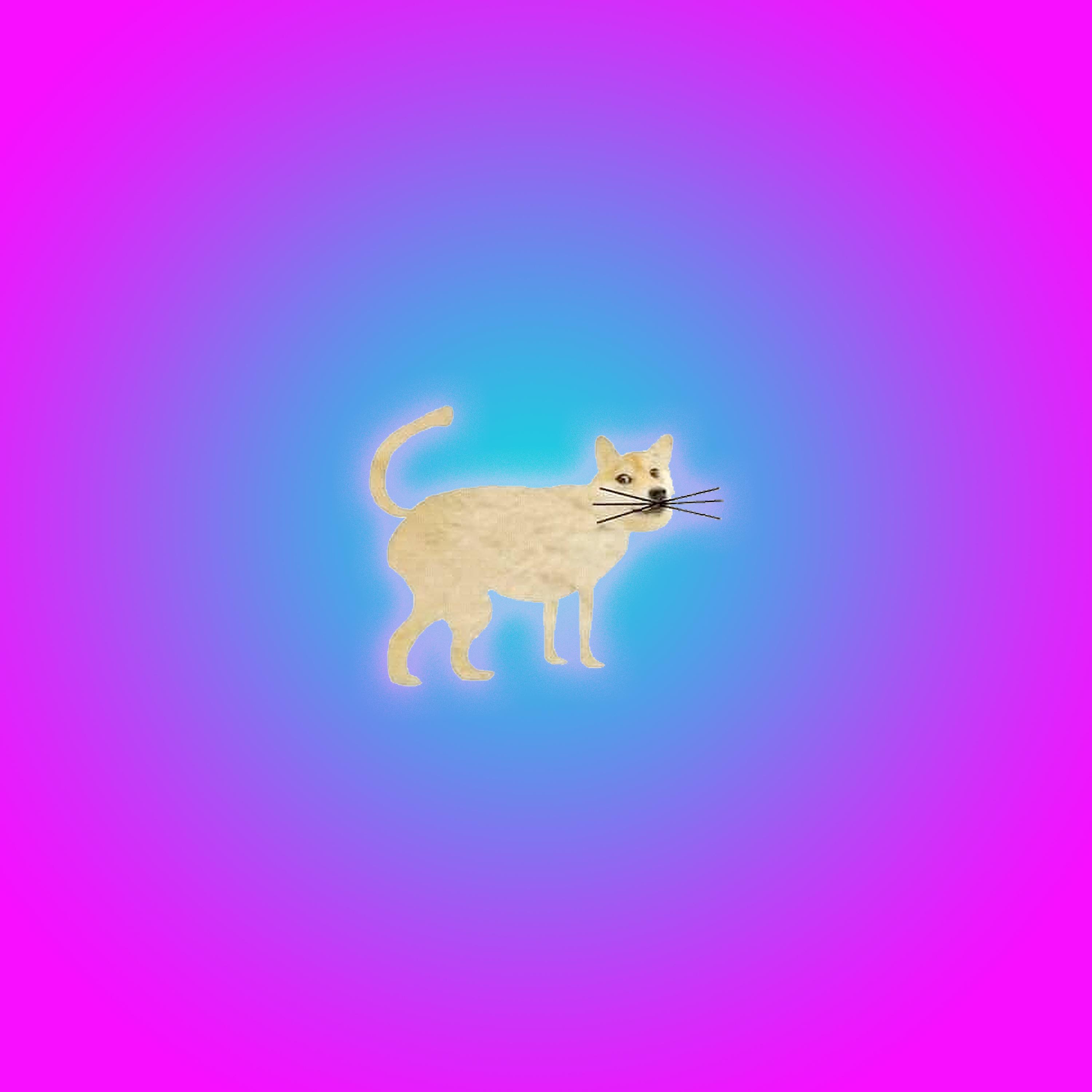 Cat Diaper