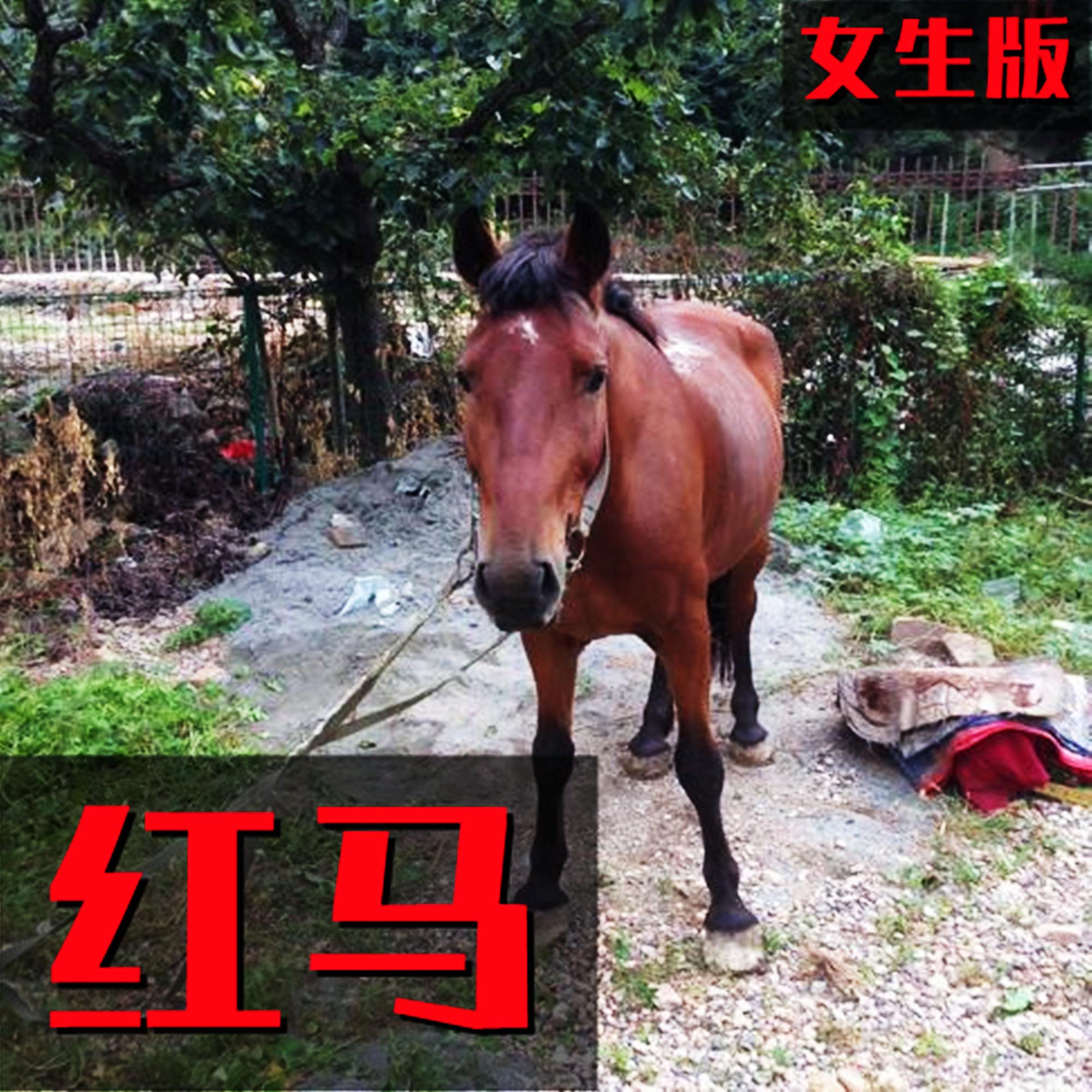 红马 (女生版)