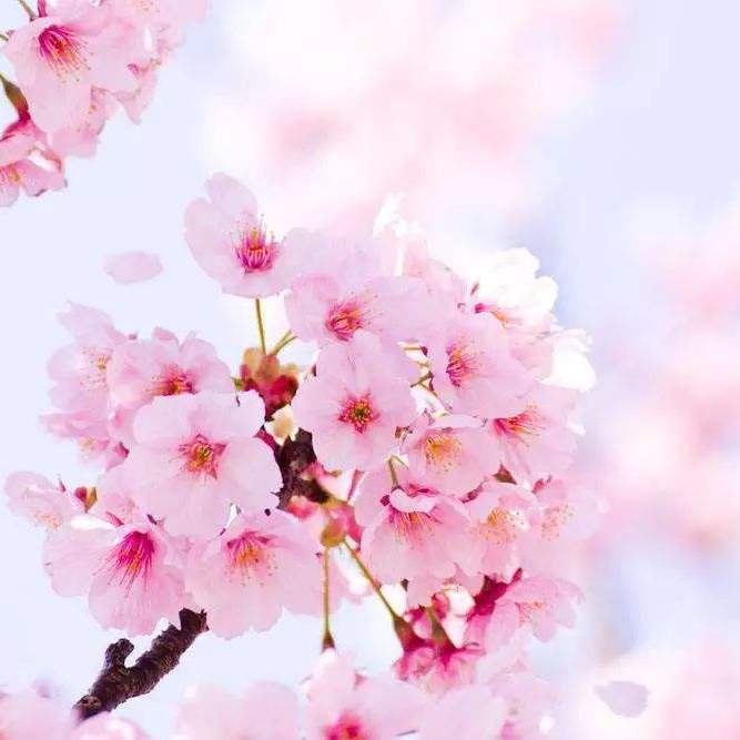 さくら ~あなたに出会えてよかった~