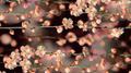 桜の花专辑