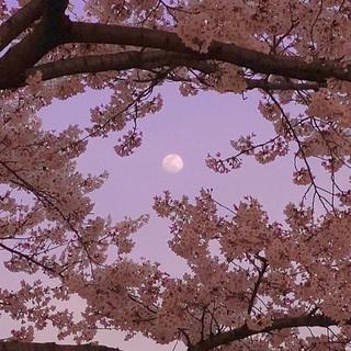 「守得花开」还未见月明