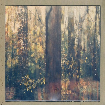 Fireflies Grace The Dark Green Of The Field