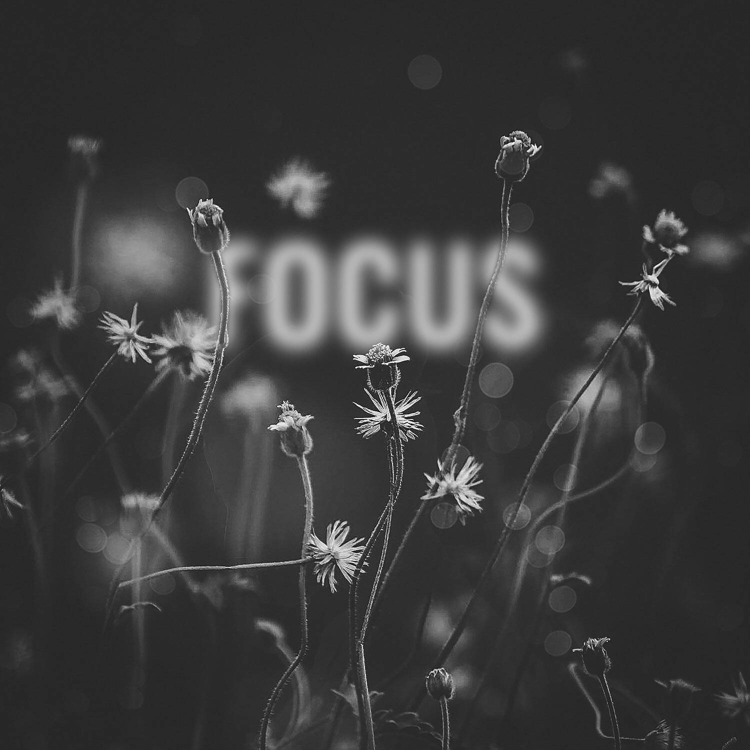 Focus专辑