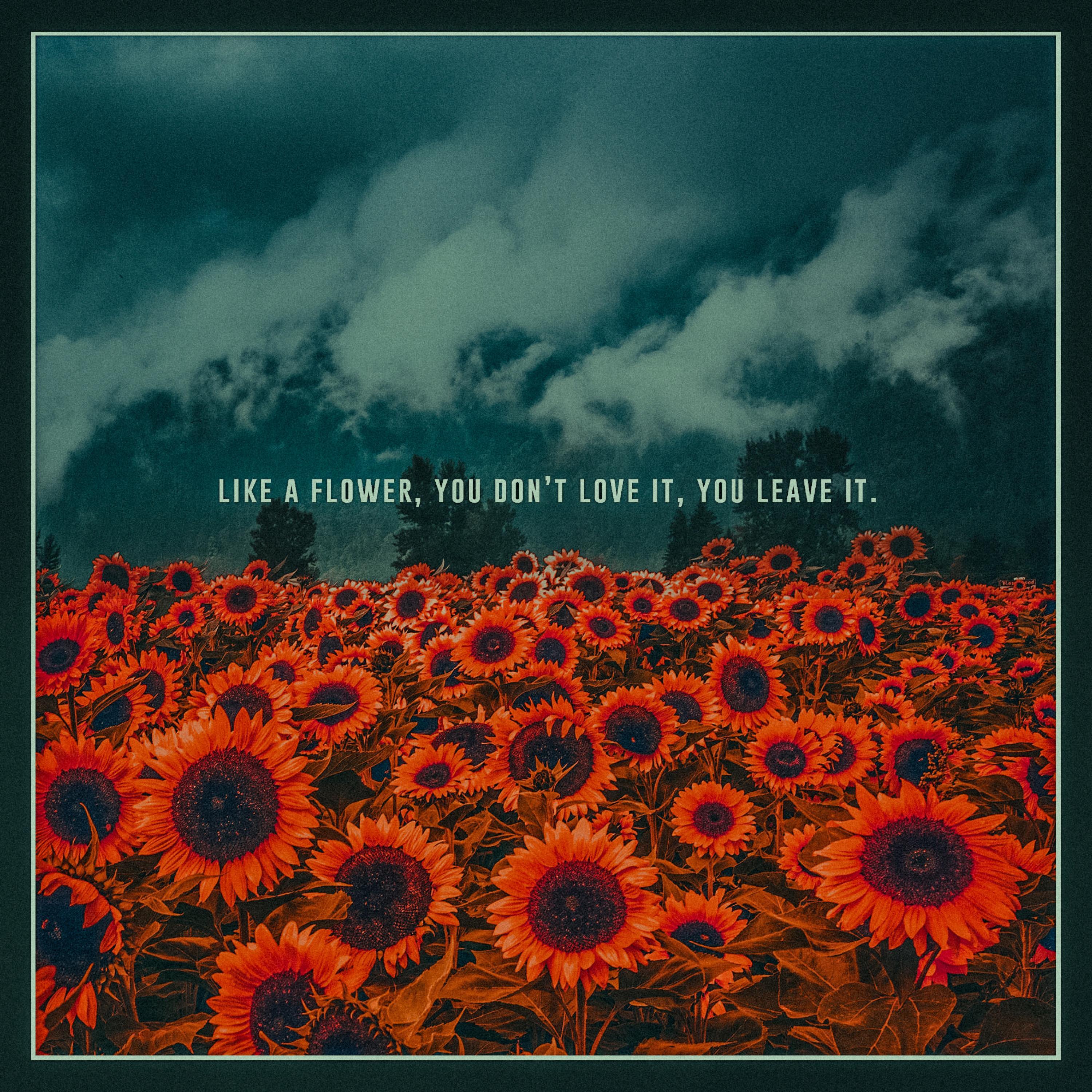 Like A Flower, You Don't Love It, You Leave It.