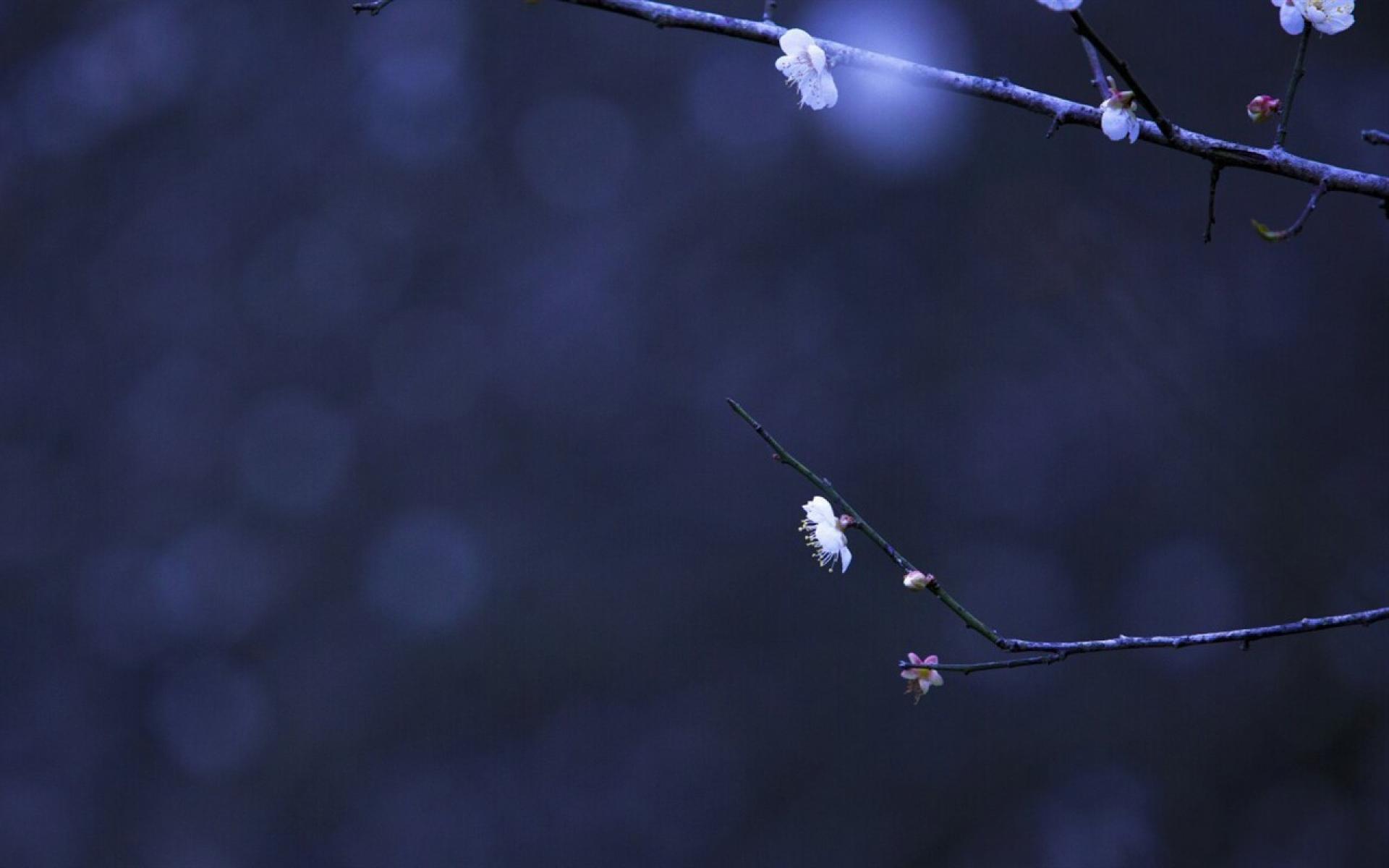 观梅易
