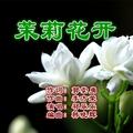 茉莉花开-祁乐乐