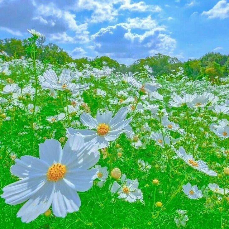 [Free]"漂泊" - Pop x 亚细亚 Type Beat