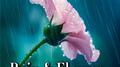 Rain and Flower