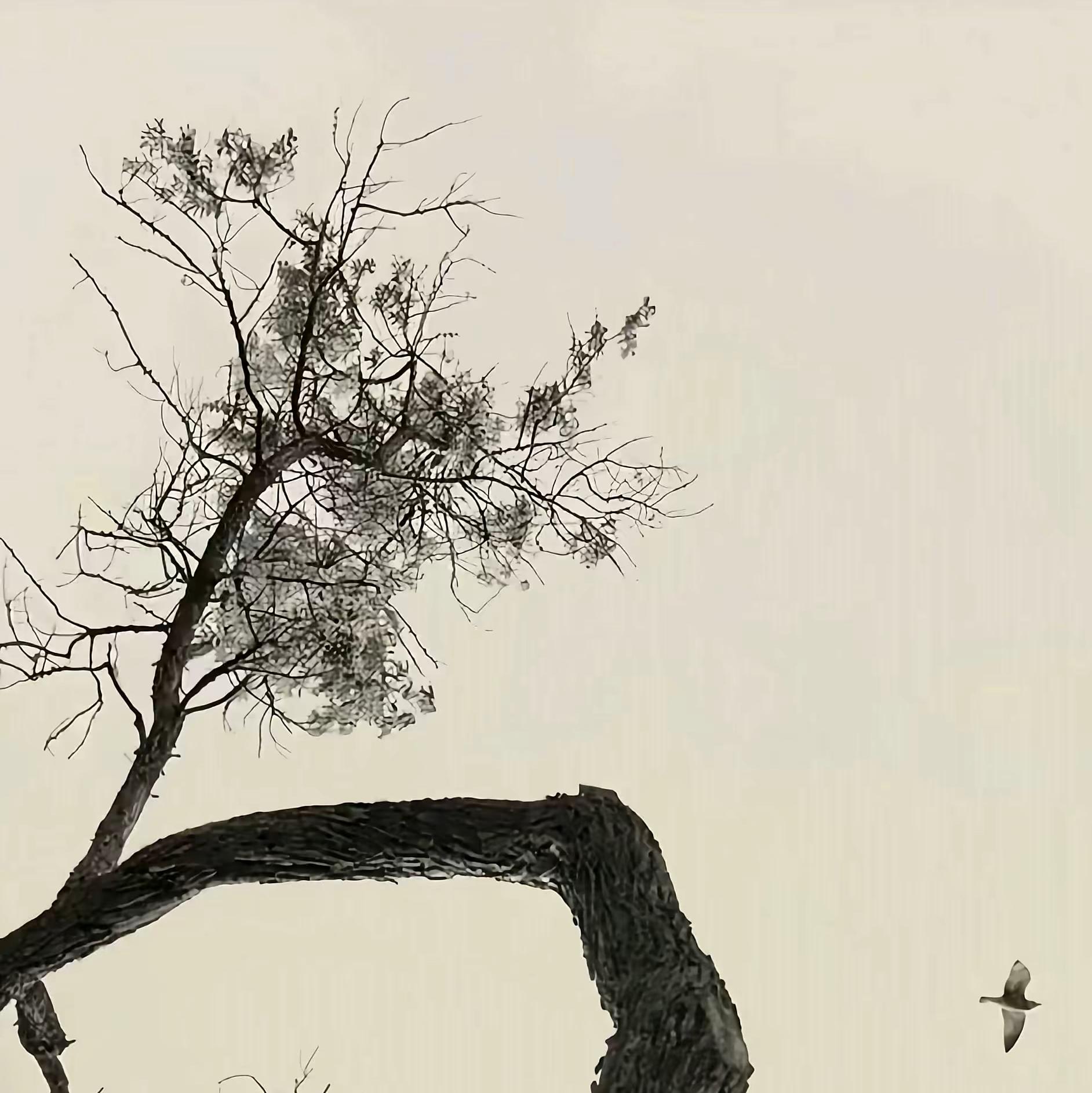 占有欲（Speed up ）