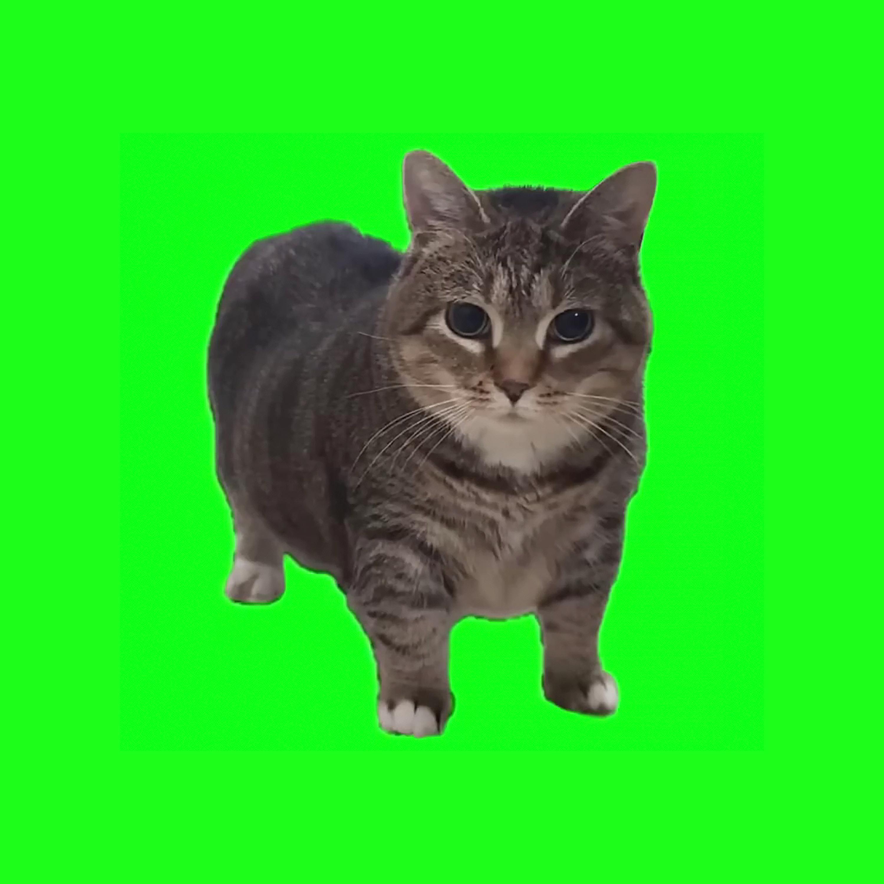 鬼畜猫 - OIIA OIIA (阿岩Bootleg Mix vipppp)