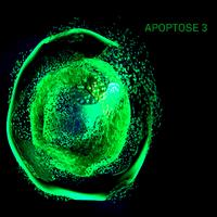 Apoptose 3