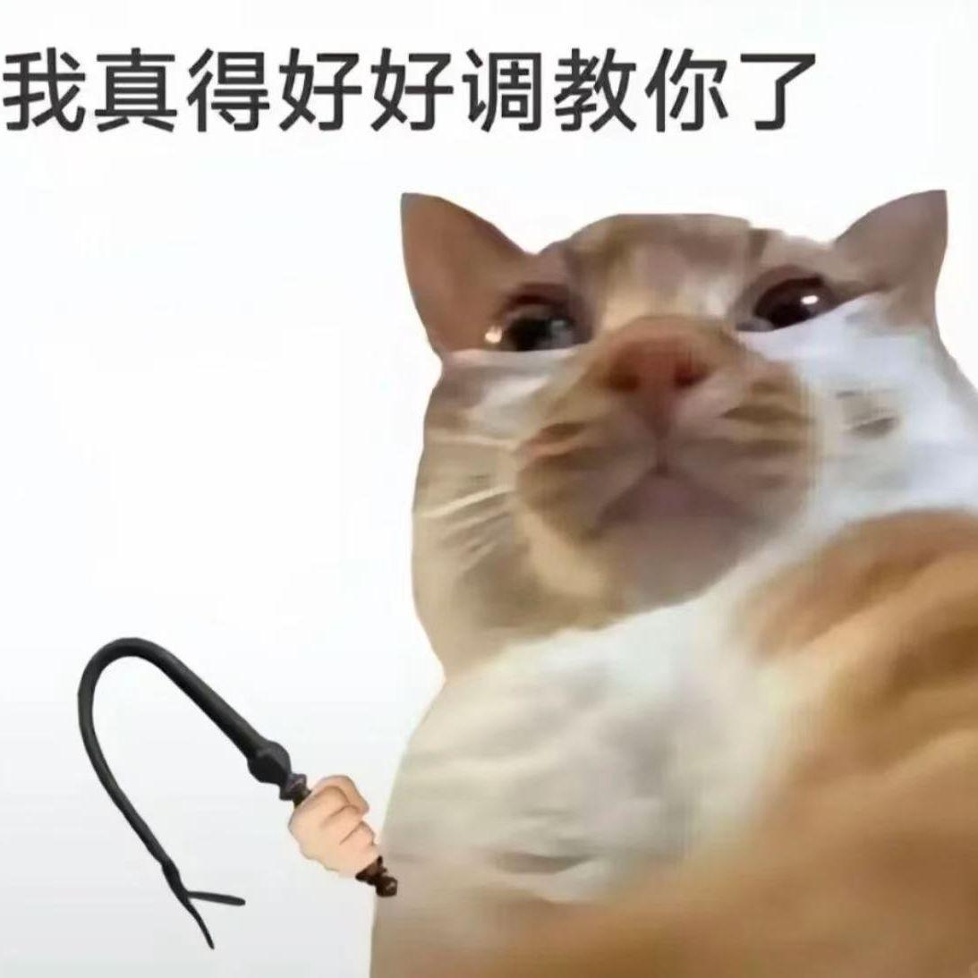 耄耋之神哈基米