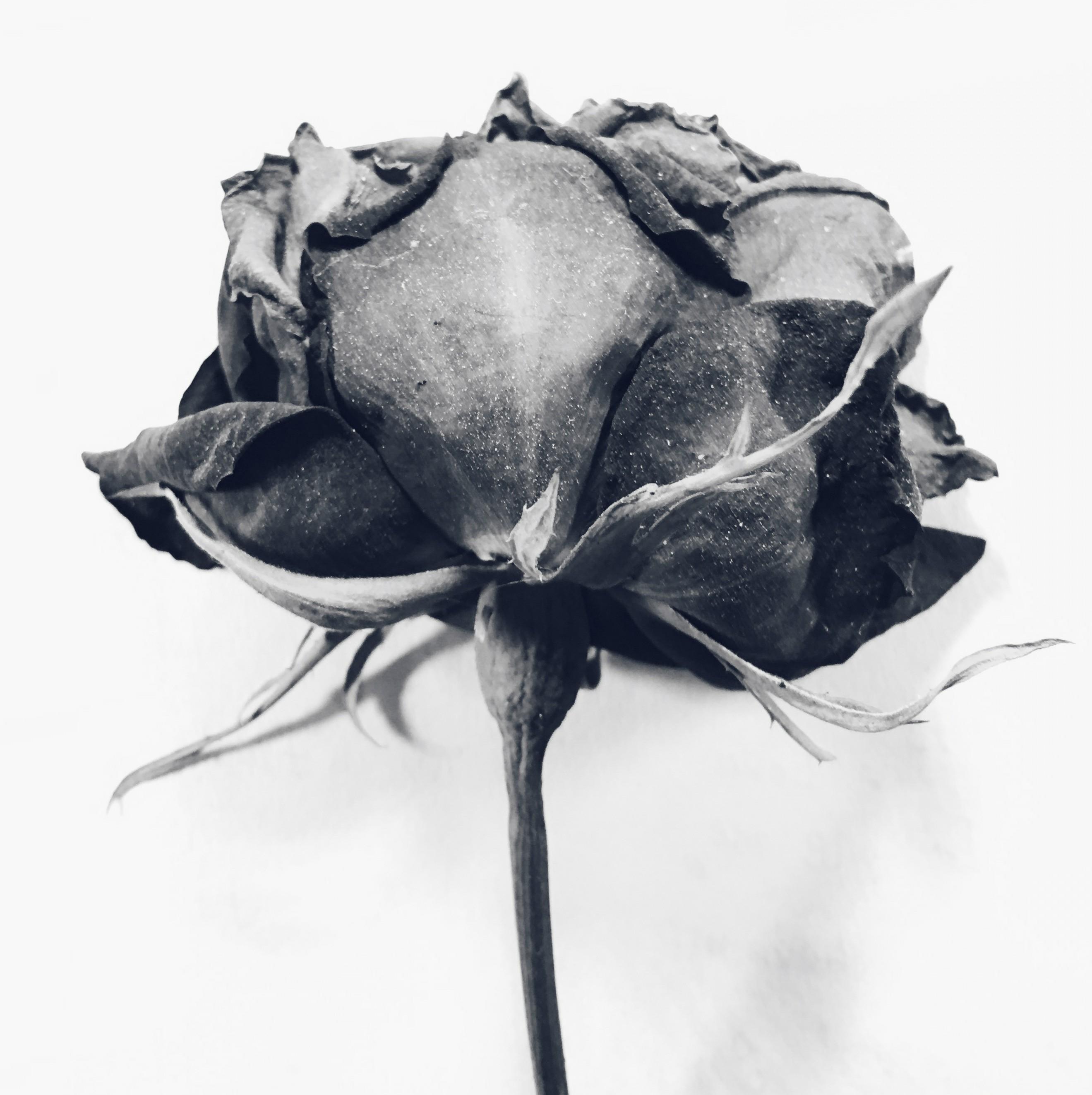 Lost love