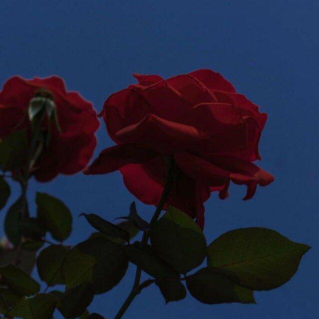 她