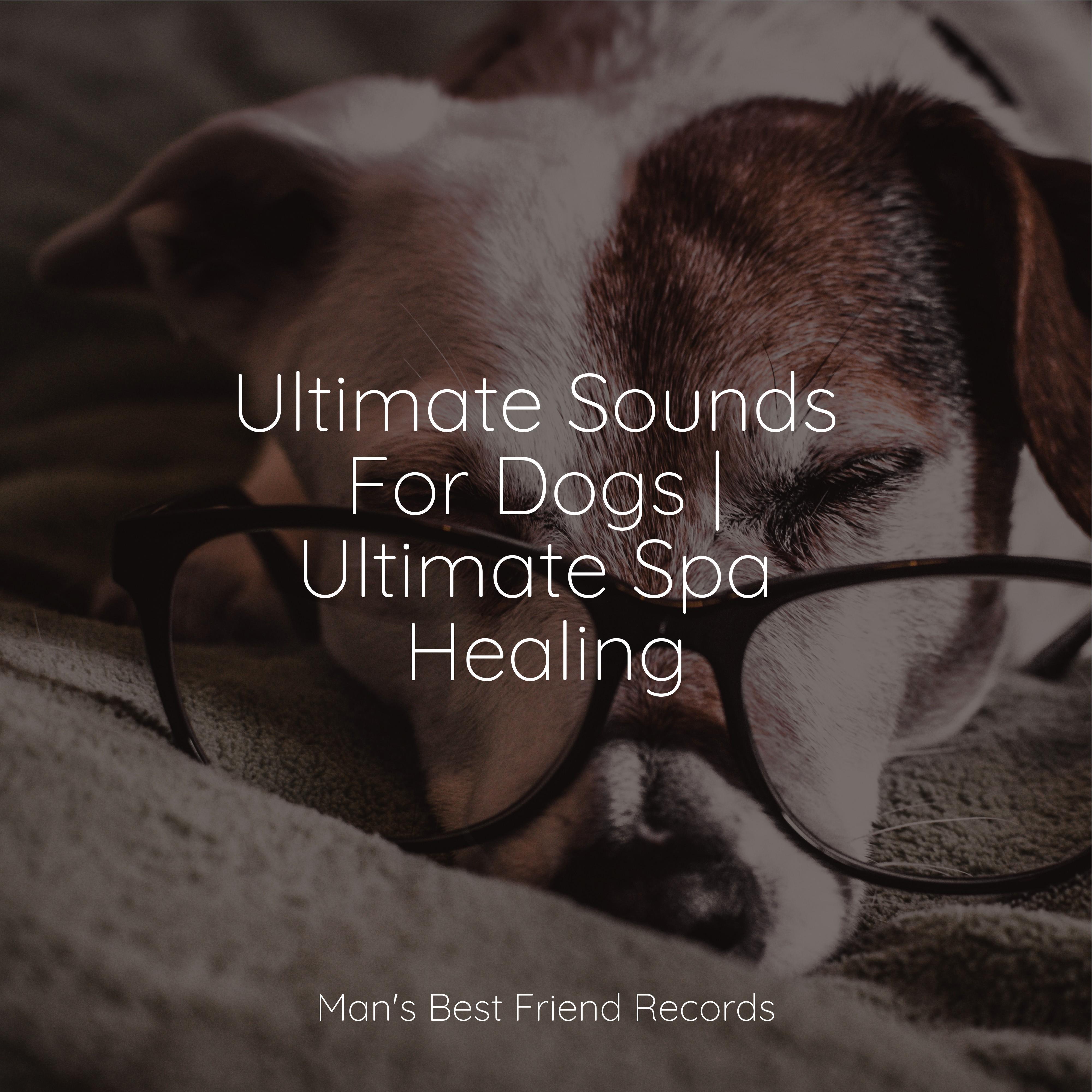 Music For Dogs Peace - Anxiety Removal