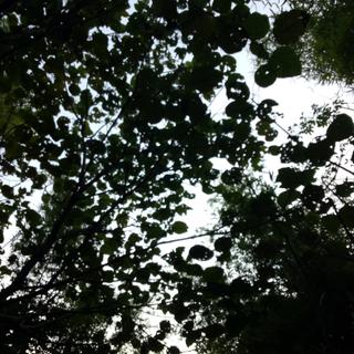 卢本伟语音包加鬼畜歌单☞持续更新☜