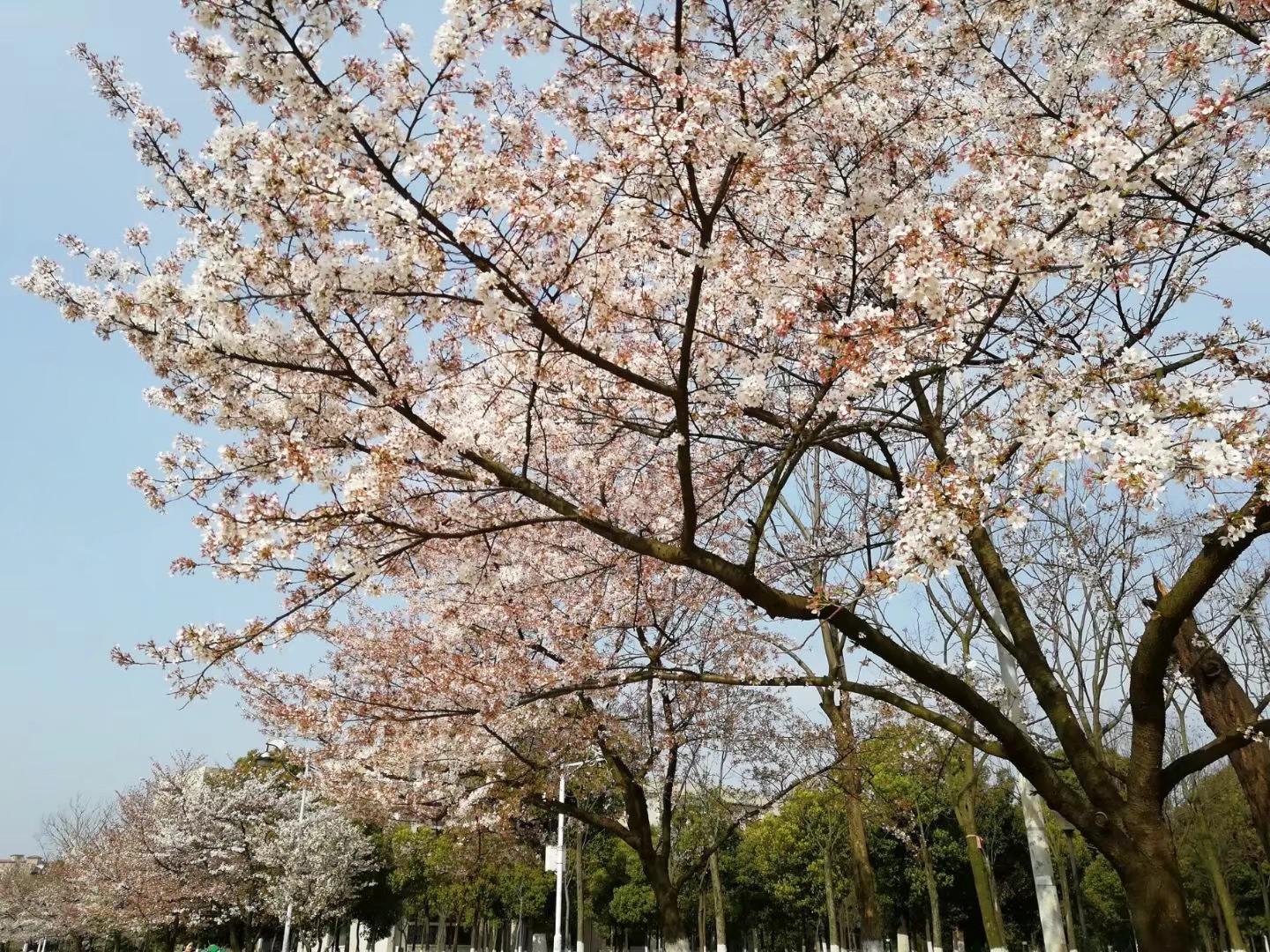 亦曾三月樱花飘雪，本该轰轰烈烈专辑