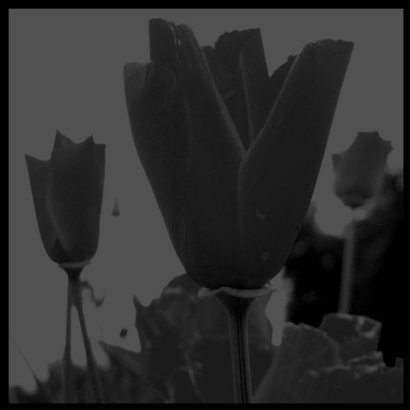 Fatal Romantics