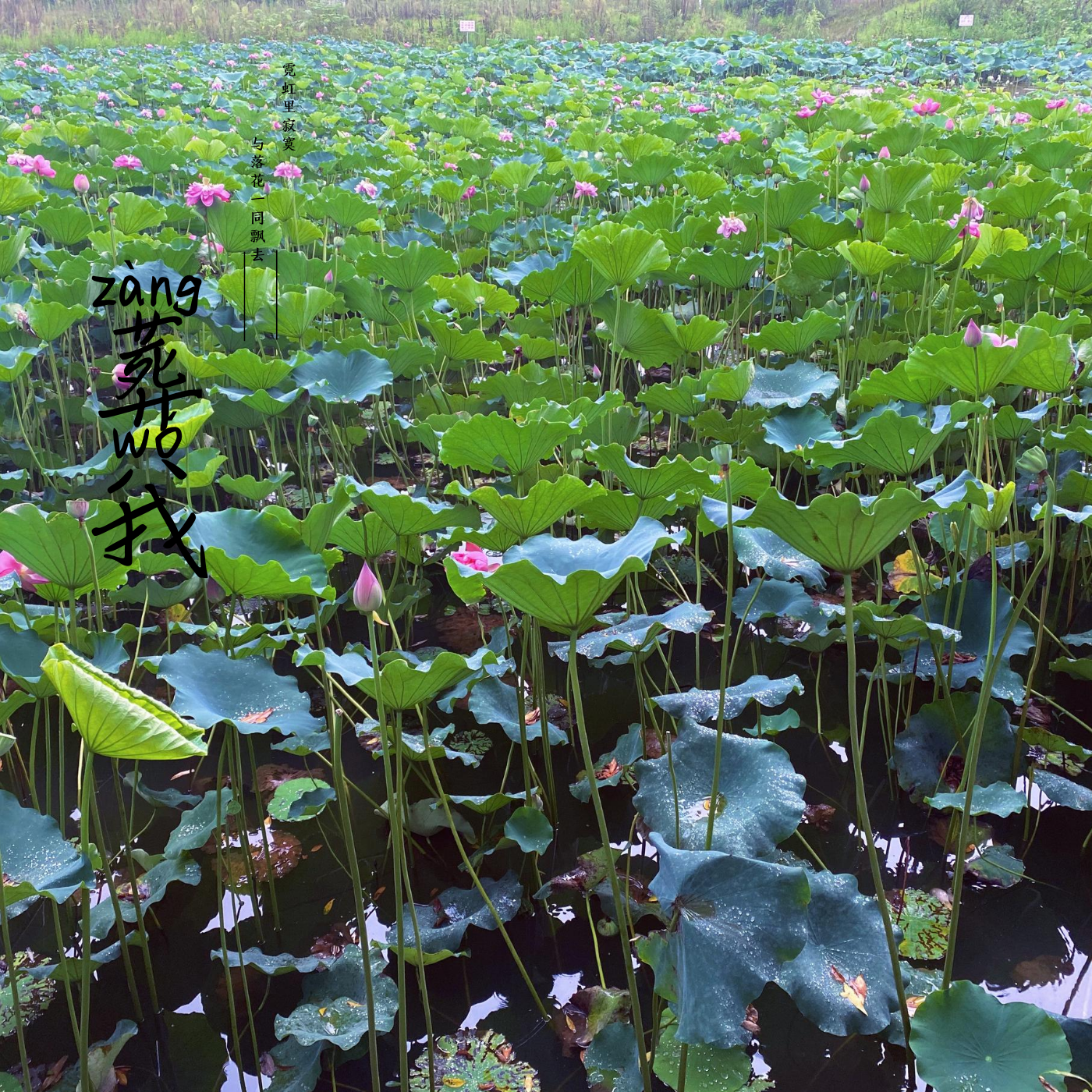 薛锦丁《葬我》