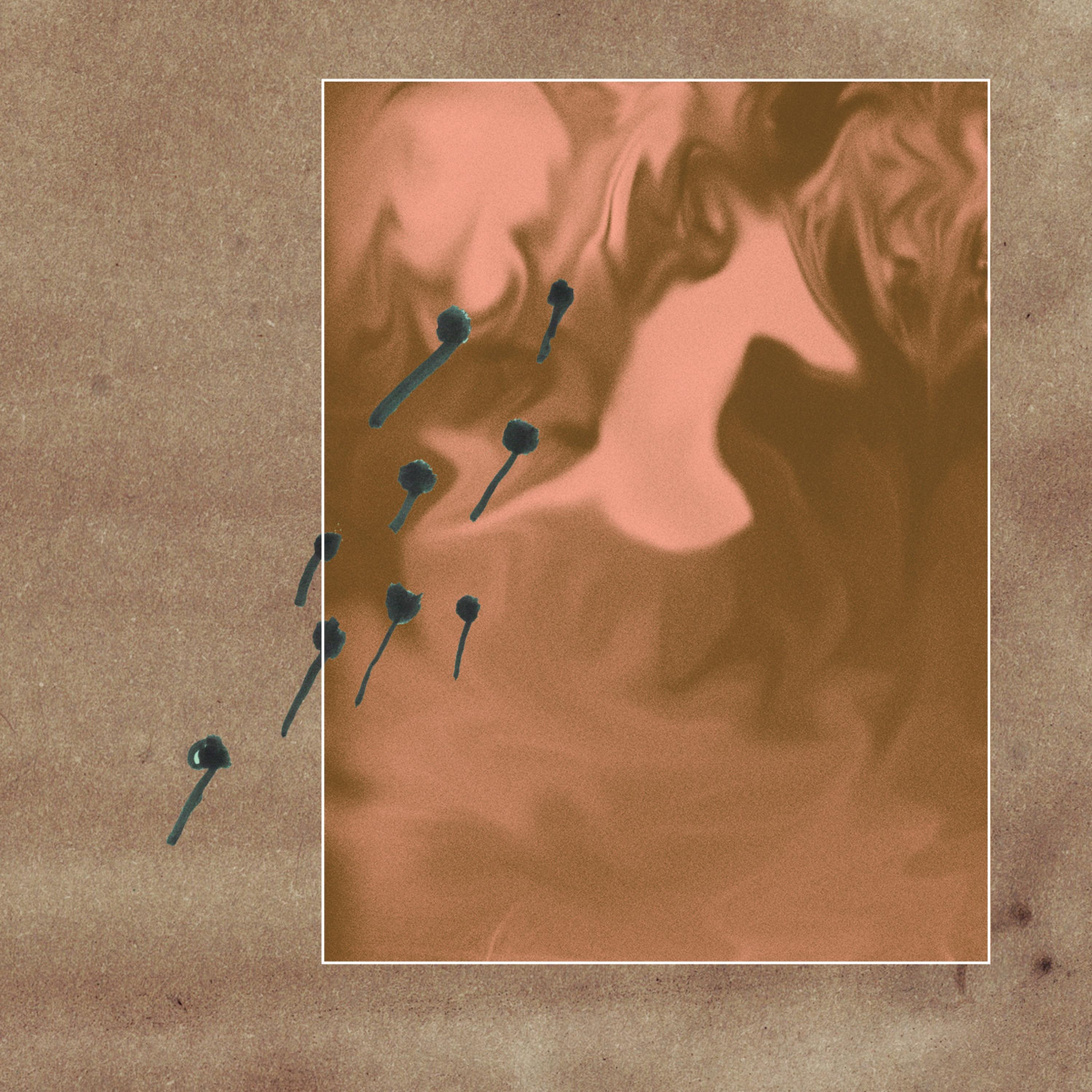 sepals petals or carpels