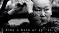 Like a Bird or Spirit, Not a Face专辑