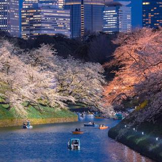 日系民谣的春和景明｜鸭川夜晚的樱花树