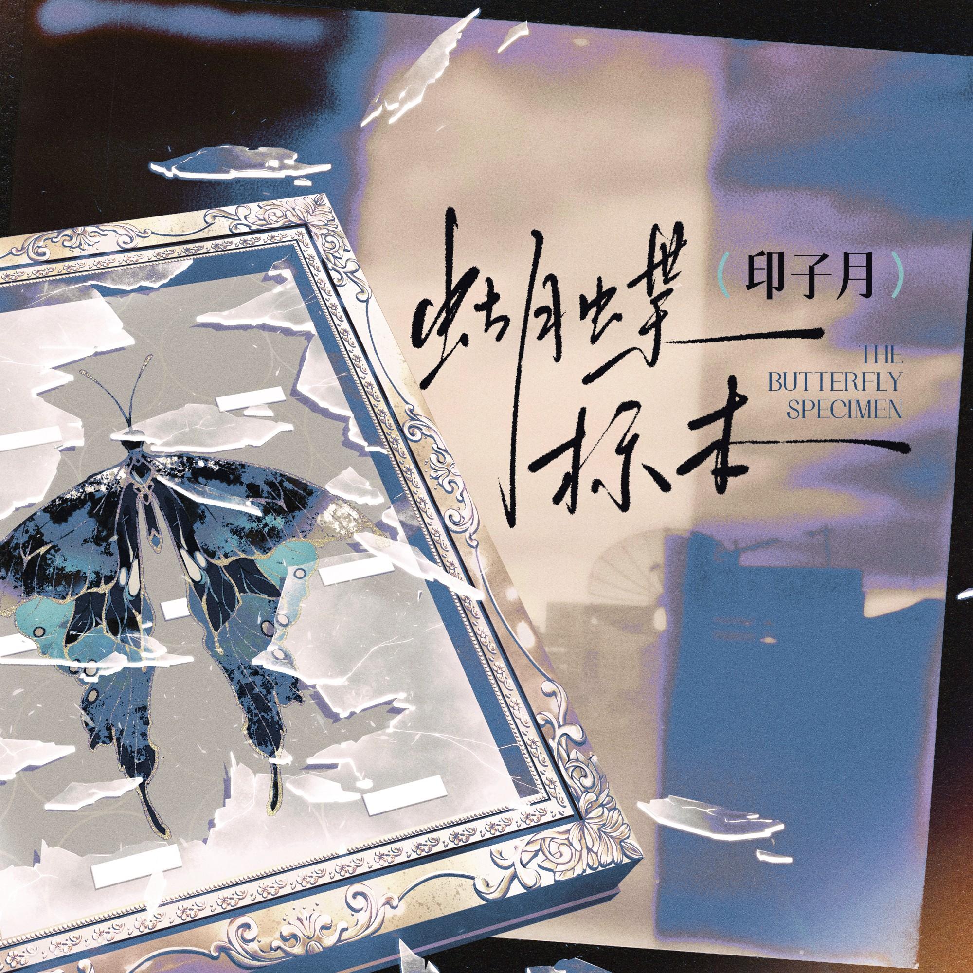 蝴蝶标本
