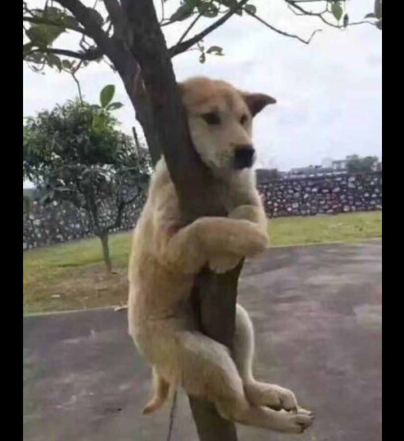 寐行记（Cover 云の泣）