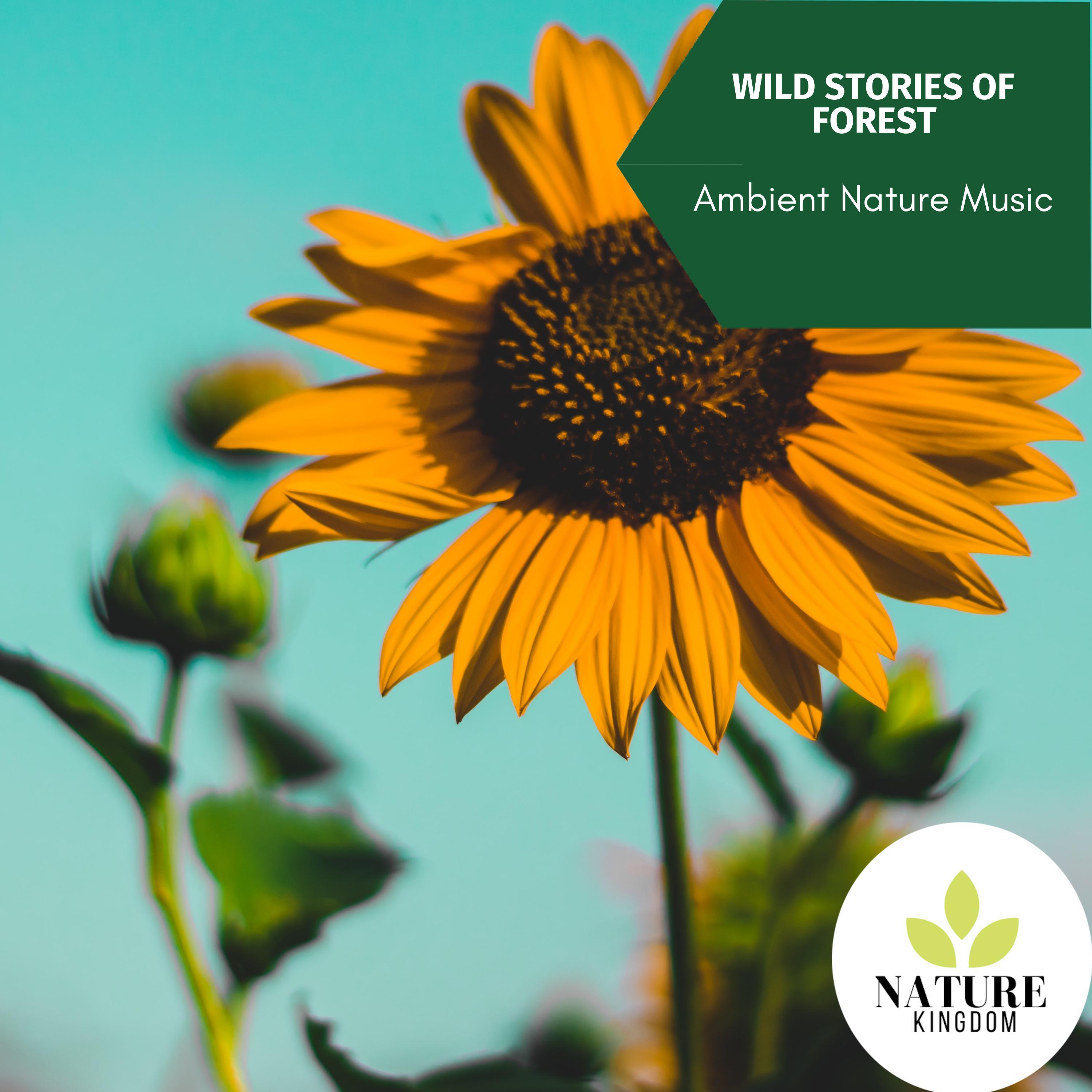 the birds and the wind