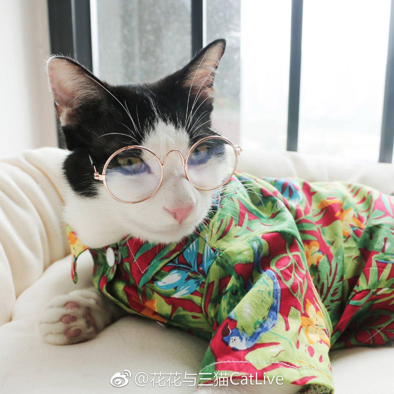 花花与三猫Catlive