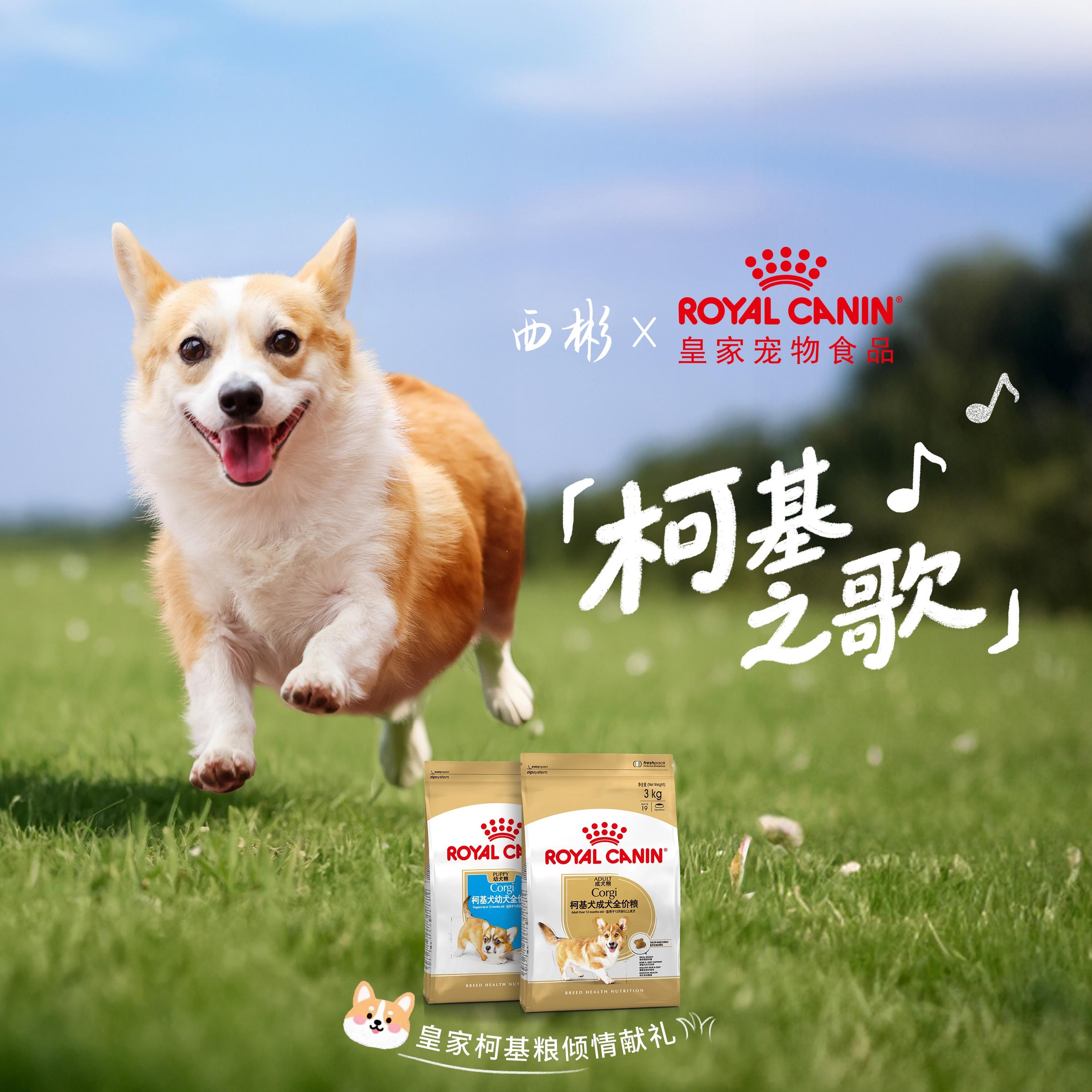 柯基之歌（皇家柯基粮特别版）