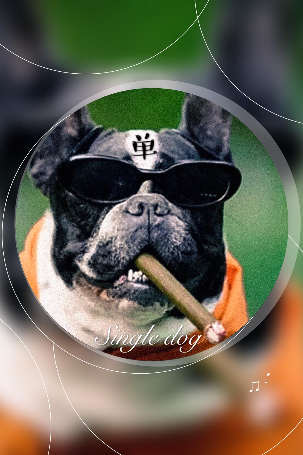 singledog(单身电音狗之歌)