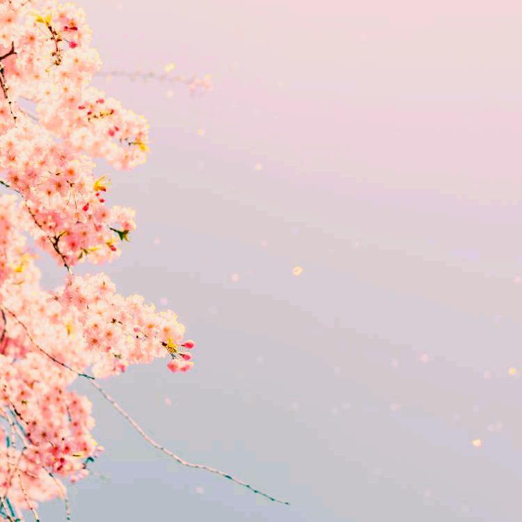 花びら物語