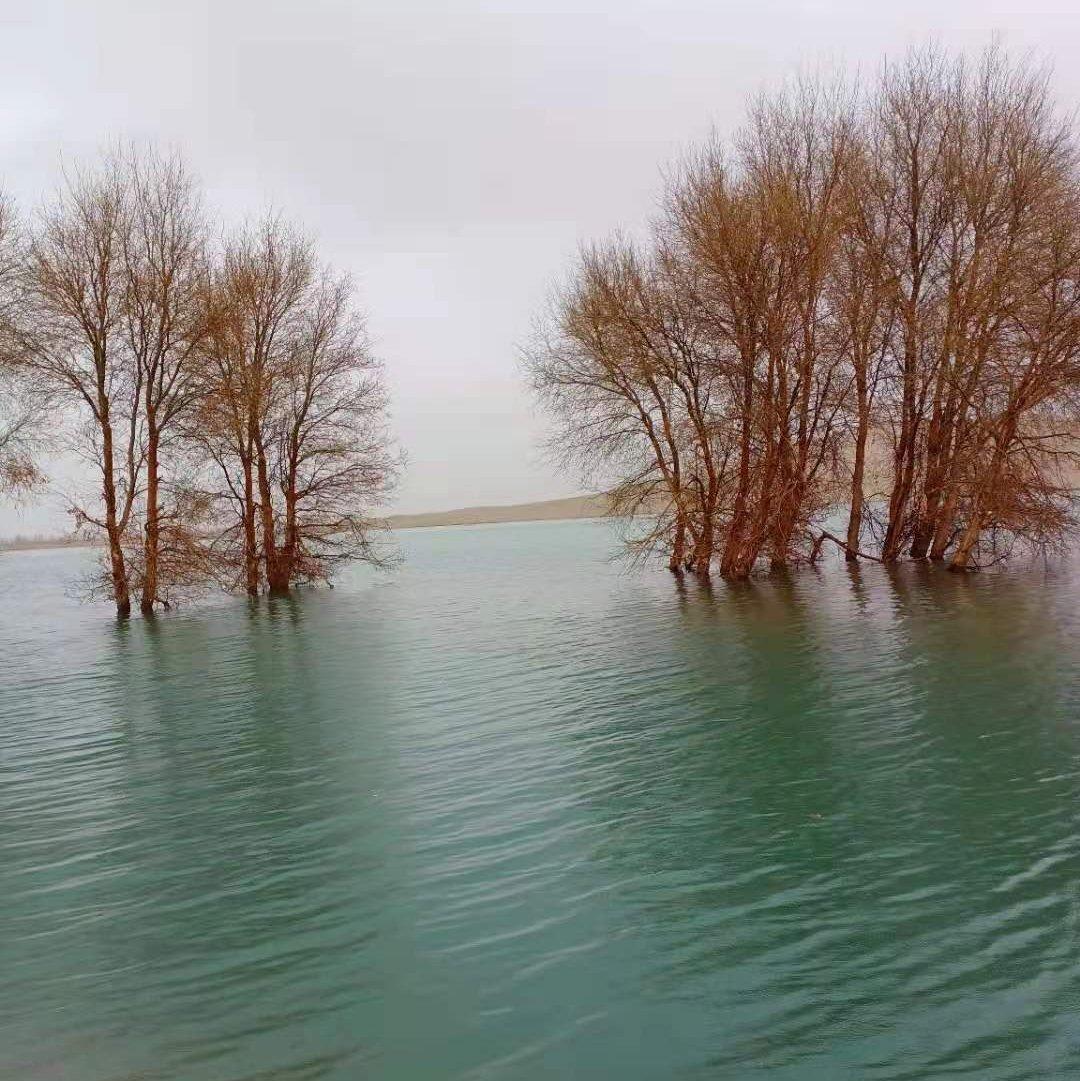 mugkuylar