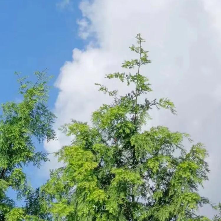 辞职小曲