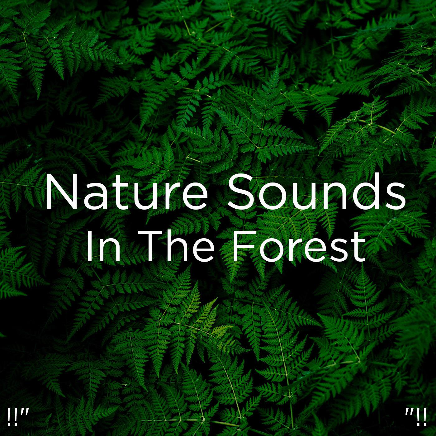 !!" Nature Sounds In The Forest "!!