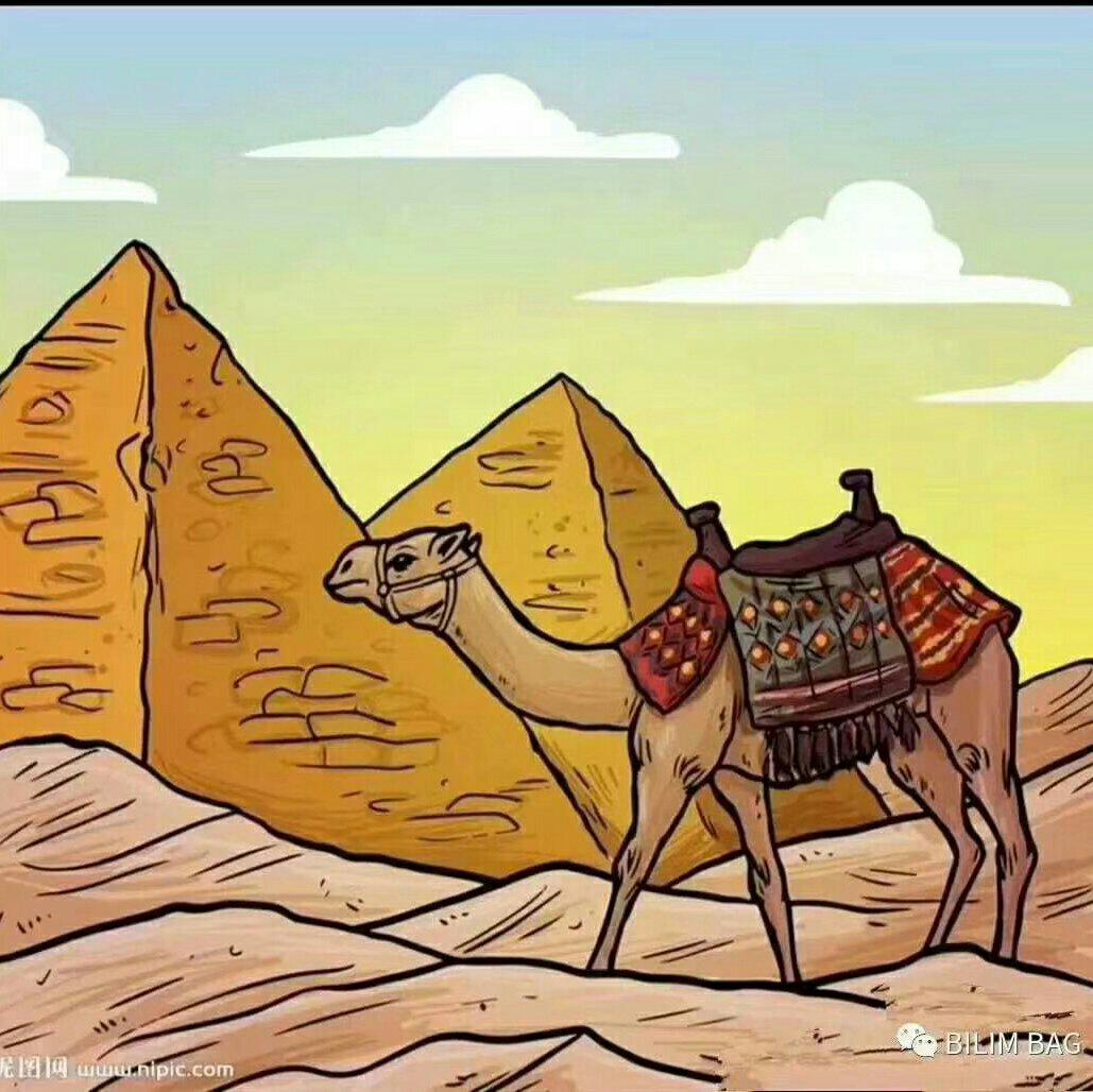 Пирамиды древнего Египта с верблюдом