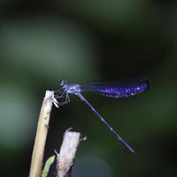 原唱欣赏 （编配合唱简谱钢琴伴奏谱） 温雨川《来不及勇敢》，来自上海春天少年合唱团的声音！