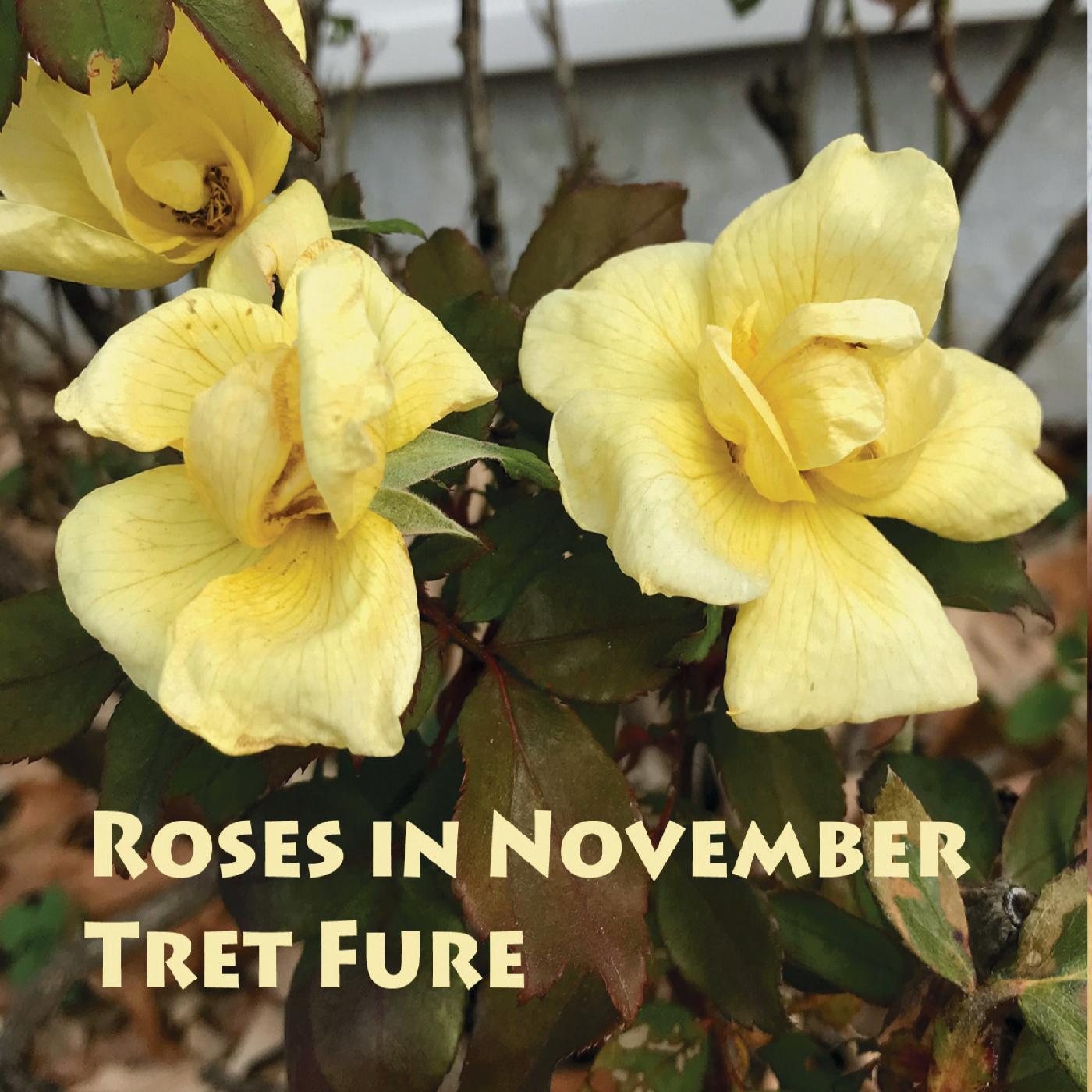 Roses in November