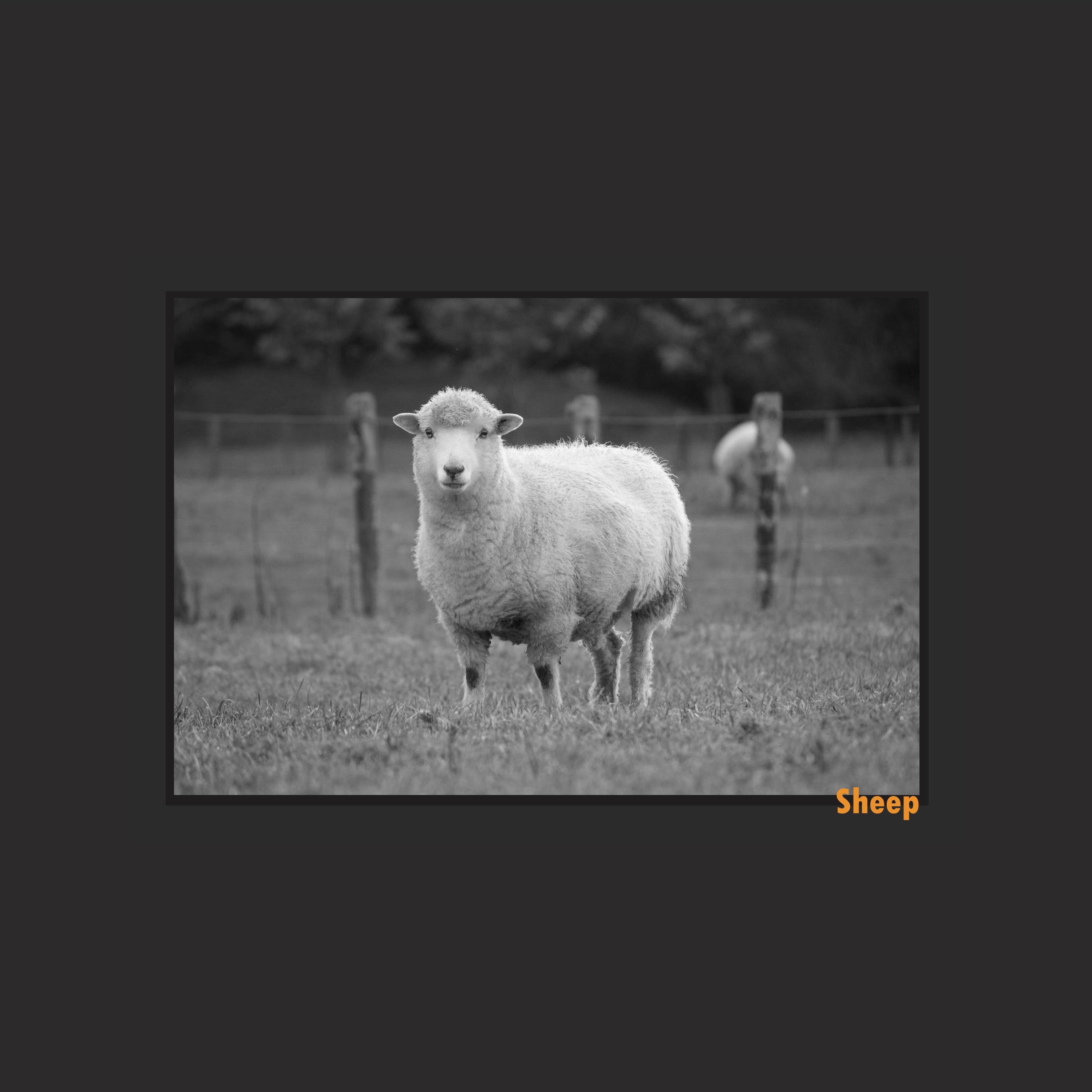 Sheep