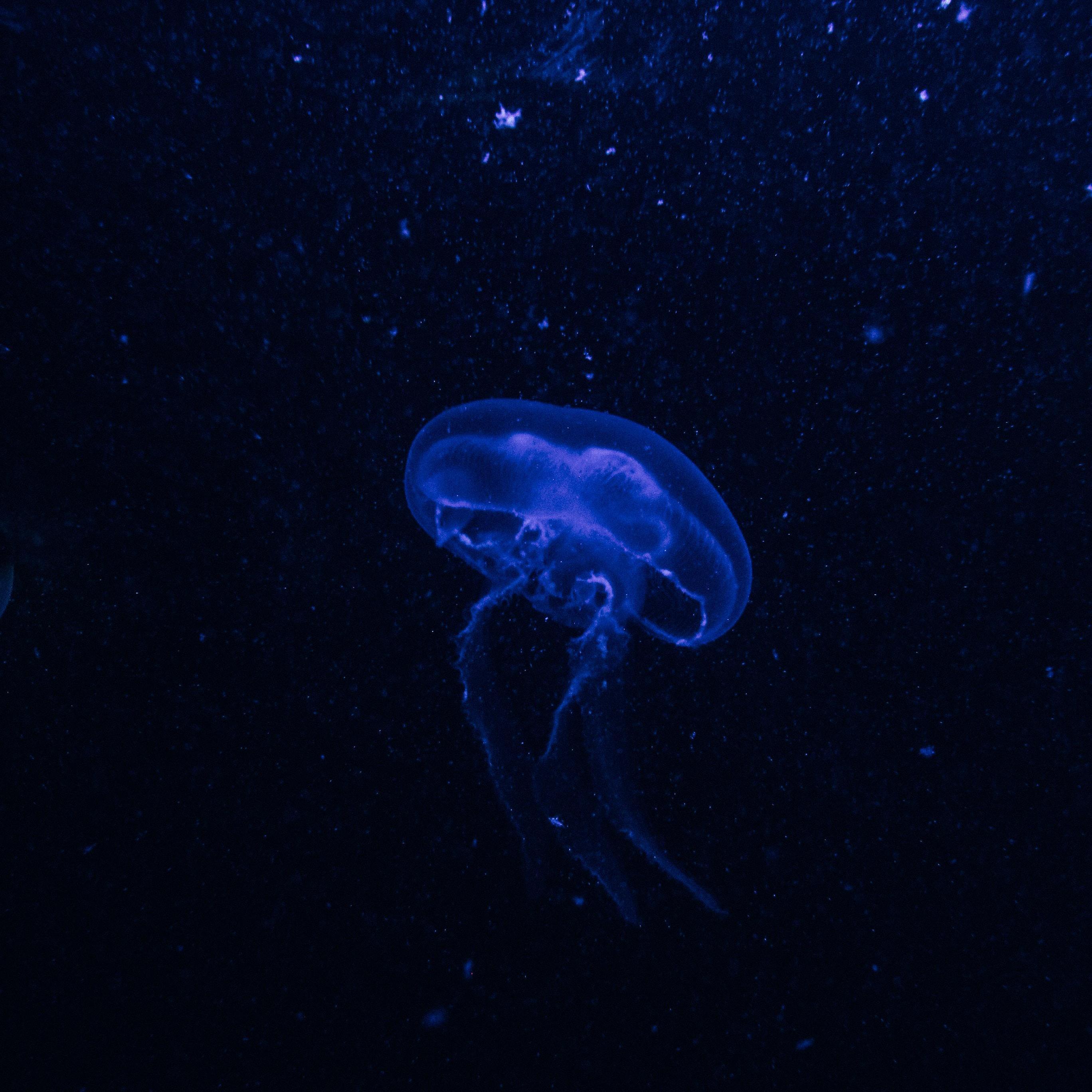 鲸（whale）（翻自 祝一可）