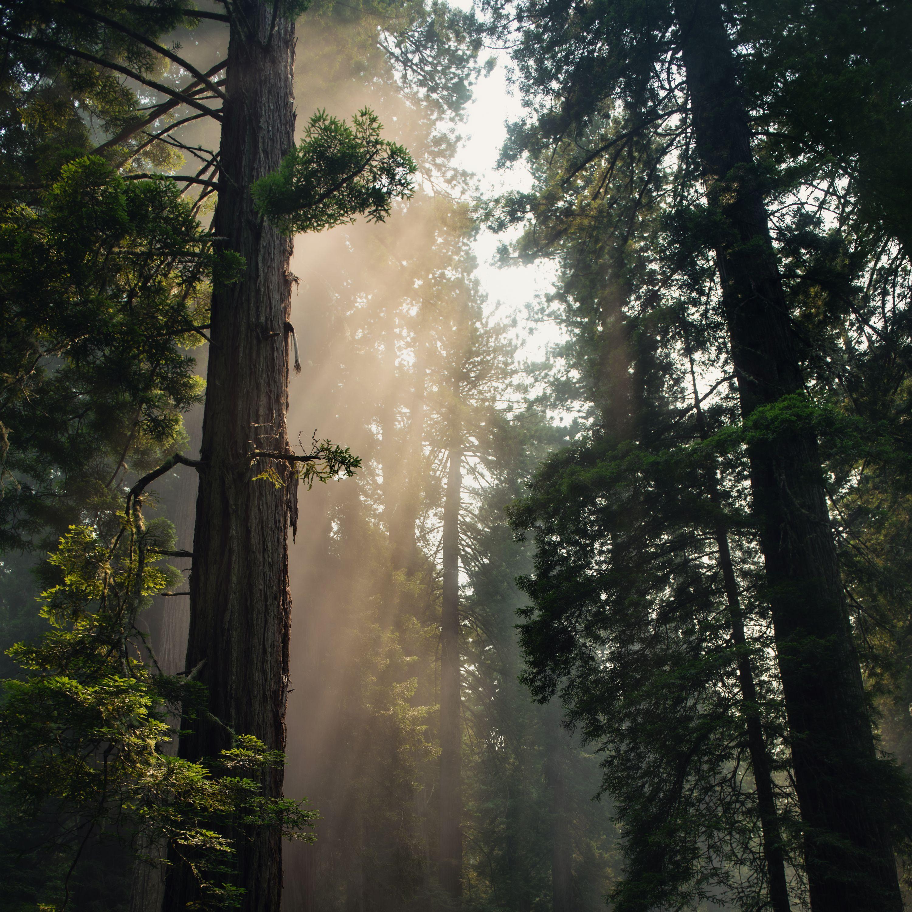 #Music | Sleep | Soft Nature Melodies | Inner Peace