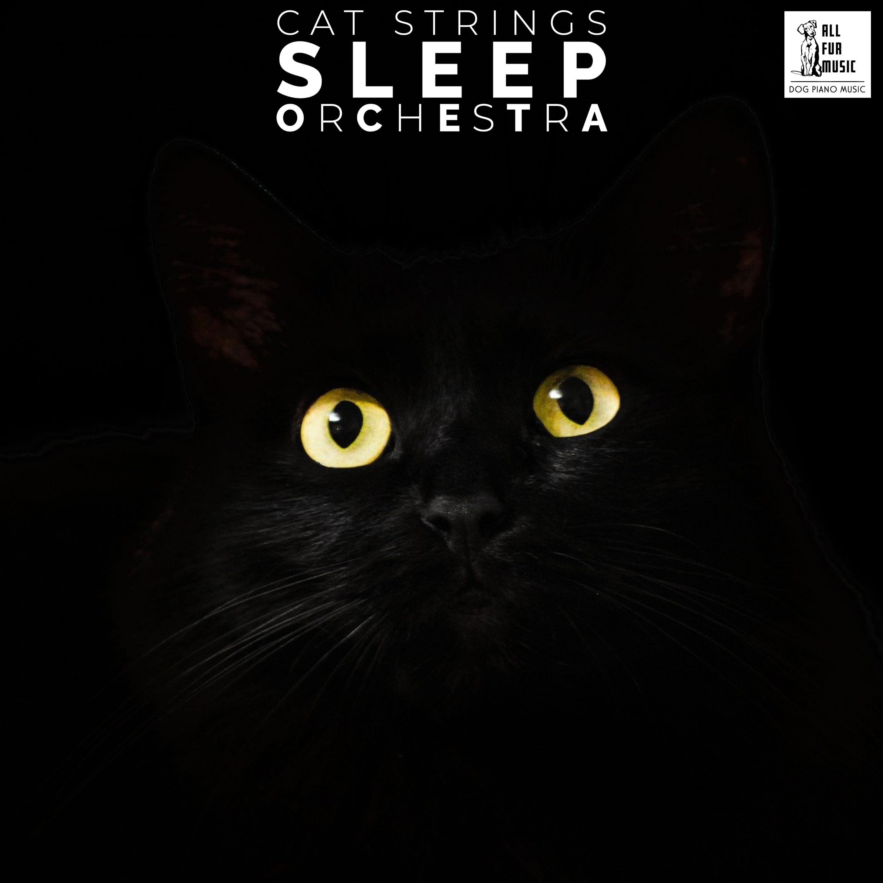 Cat Strings Sleep Orchestra