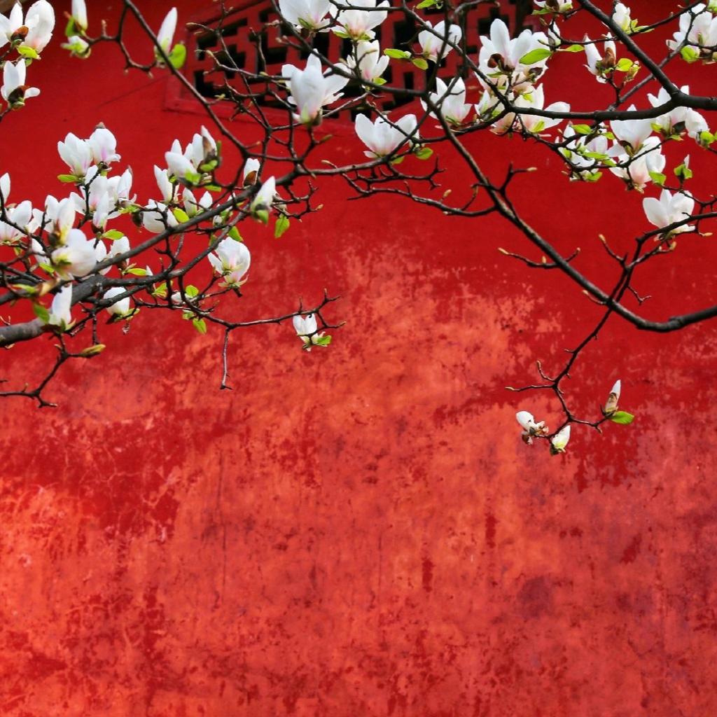 宫商角徵羽-五音疗法 | 在线播放 | 网易云音乐