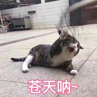 龙猫