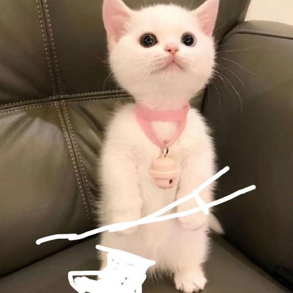 送给NekoMaru喵丸~~